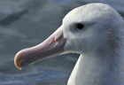 Gibsons wandering albatross281 copy.jpg